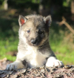 Siberian Husky Nordic Fire