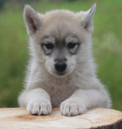 Siberian Husky Nordic Fire