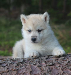 Siberian Husky Nordic Fire