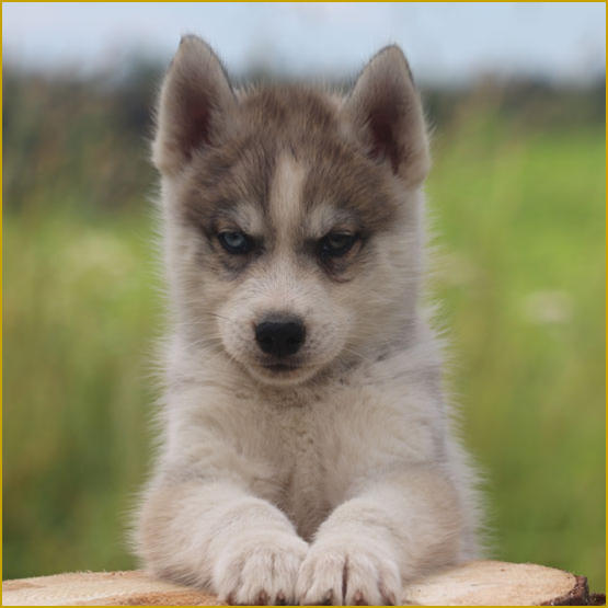 Siberian Husky Nordic Fire