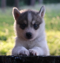 Siberian Husky Nordic Fire