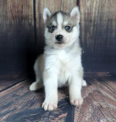 Siberian Husky Nordic Fire