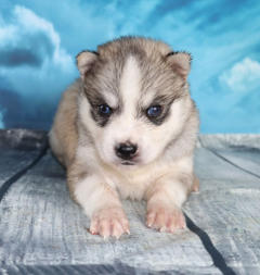 Siberian Husky Nordic Fire