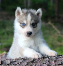 Siberian Husky Nordic Fire