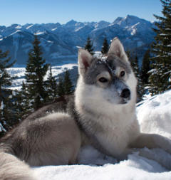 Siberian Husky Nordic Fire