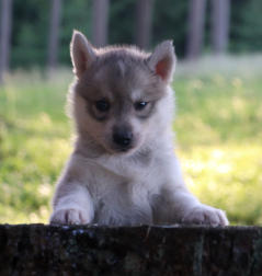 Siberian Husky Nordic Fire