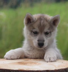 Siberian Husky Nordic Fire