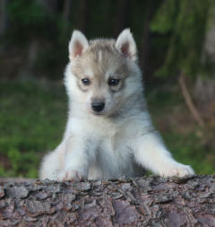 Siberian Husky Nordic Fire