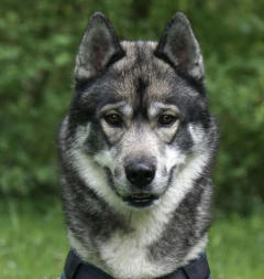 Siberian Husky Nordic Fire