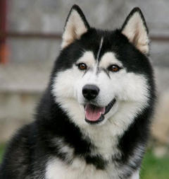 Siberian Husky Nordic Fire