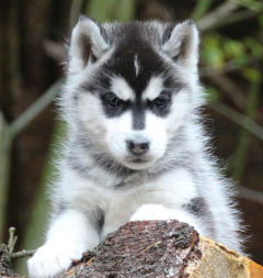 Siberian Husky Nordic Fire