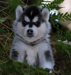 Siberian Husky Nordic Fire