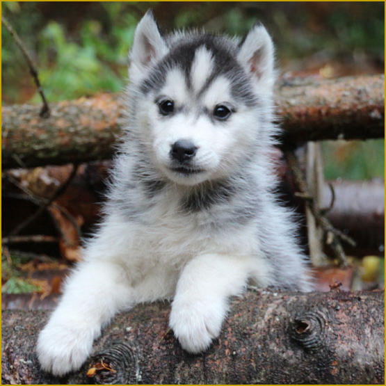 Siberian Husky Nordic Fire