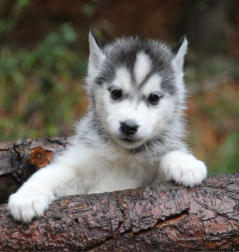 Siberian Husky Nordic Fire