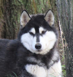 Siberian Husky Nordic Fire