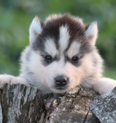 Siberian Husky Nordic Fire