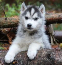 Siberian Husky Nordic Fire