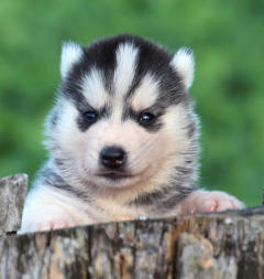 Siberian Husky Nordic Fire