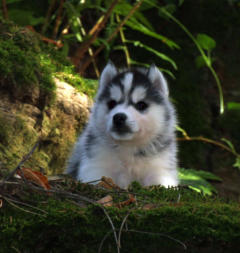 Siberian Husky Nordic Fire