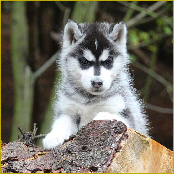 Siberian Husky Nordic Fire