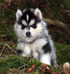 Siberian Husky Nordic Fire