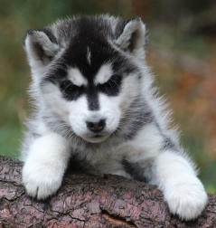 Siberian Husky Nordic Fire