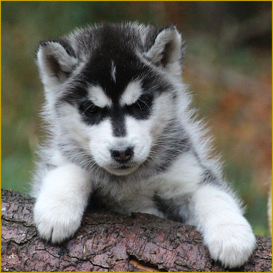 Siberian Husky Nordic Fire