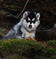 Siberian Husky Nordic Fire