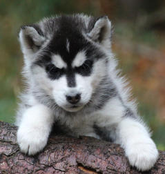 Siberian Husky Nordic Fire