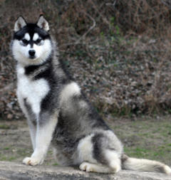 Siberian Husky Nordic Fire