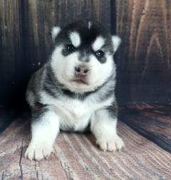 Siberian Husky Nordic Fire