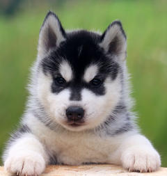 Siberian Husky Nordic Fire