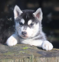 Siberian Husky Nordic Fire