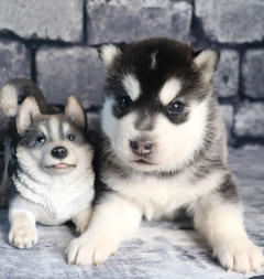 Siberian Husky Nordic Fire