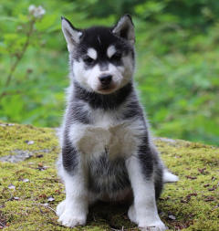 Siberian Husky Nordic Fire