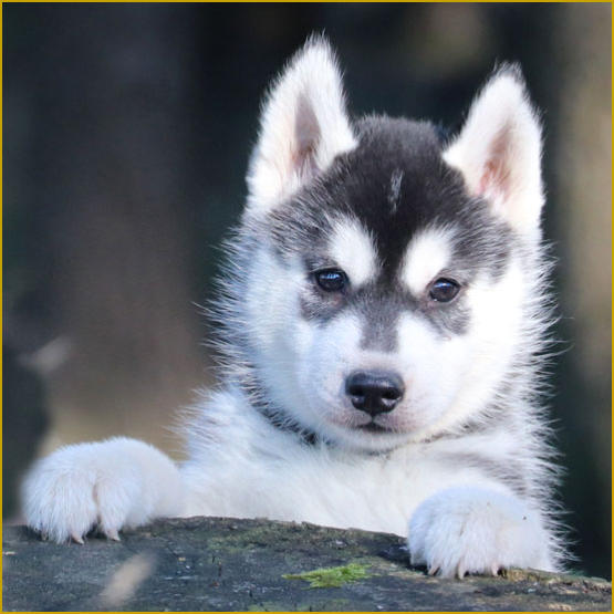 Siberian Husky Nordic Fire