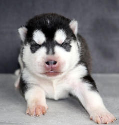 Siberian Husky Nordic Fire