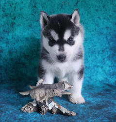 Siberian Husky Nordic Fire