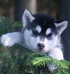 Siberian Husky Nordic Fire