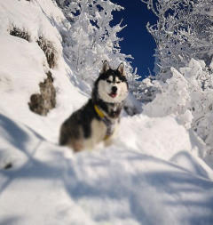 Siberian Husky Nordic Fire