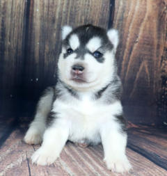 Siberian Husky Nordic Fire