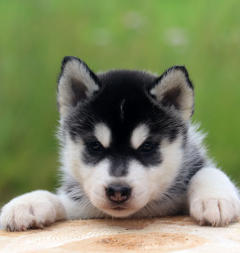 Siberian Husky Nordic Fire