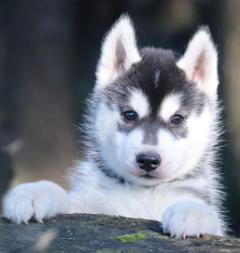 Siberian Husky Nordic Fire