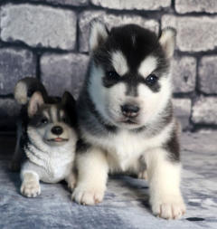 Siberian Husky Nordic Fire