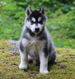 Siberian Husky Nordic Fire