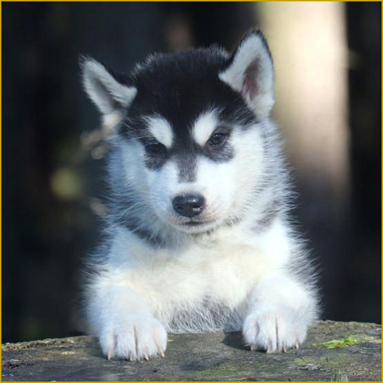 Siberian Husky Nordic Fire