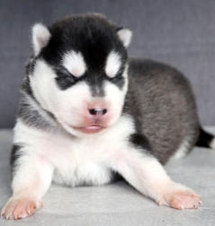 Siberian Husky Nordic Fire