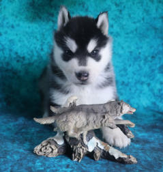 Siberian Husky Nordic Fire