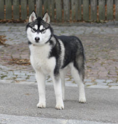 Siberian Husky Nordic Fire