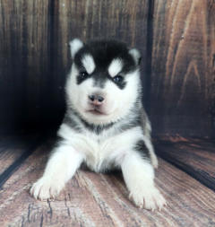 Siberian Husky Nordic Fire